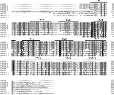 Functional identification of purine permeases reveals their roles in caffeine transport in tea plants (Camellia sinensis)